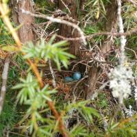 Kadakate vahel olid peidus erksinised munad. Ei tea, mis linnule need küll kuuluda võiksid?