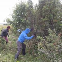 Tööd tehti nii tublisti, et kadakaid lendas kahte lehte